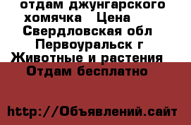 отдам джунгарского хомячка › Цена ­ 1 - Свердловская обл., Первоуральск г. Животные и растения » Отдам бесплатно   